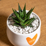 Radici forti, cuore libero