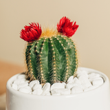 Una nonna è per sempre