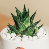 I nonni sono un rifugio sicuro